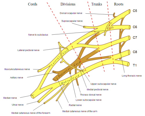 Diagram of the brachial plexus